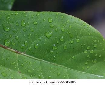 262 Dried Ketapang Tree Images, Stock Photos & Vectors | Shutterstock