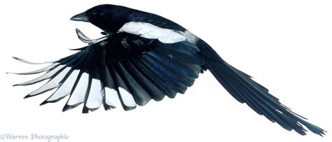 Magpie in flight photo - WP00442