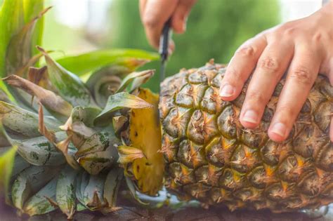 The Antigua Black Pineapple - Minneopa Orchards