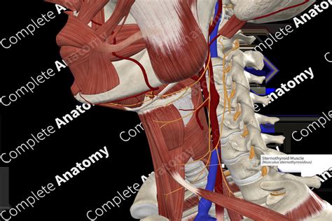 Sternothyroid Muscle | Complete Anatomy