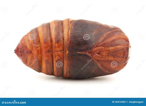 Chrysalis Silkworm ,silk Worm Cocoon Stock Photos - Image: 28474383