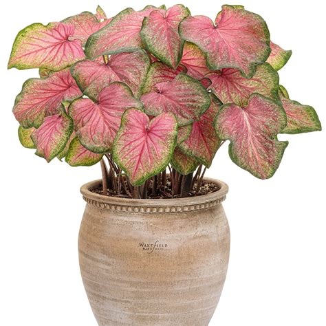 HEART TO HEART® 'Tickle Me Pink' Caladium - Garden Crossings