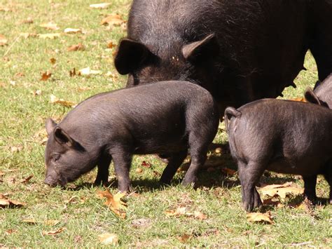 American Guinea Hog Piglets – Crowover Farm