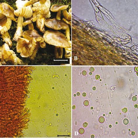 Entoloma lividoalbum: A-basidiomes, B-pileipellis, C-basidia, D-spores... | Download Scientific ...