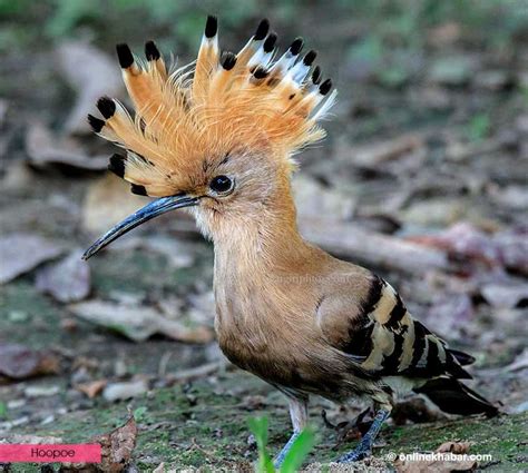 Bird watching in Chitwan: Five aves to spot while you are there – OnlineKhabar