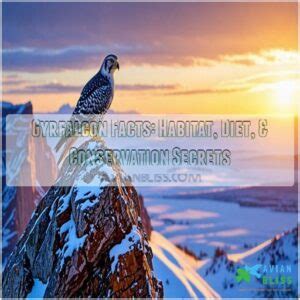 Gyrfalcon Facts: Habitat, Diet, & Conservation Secrets