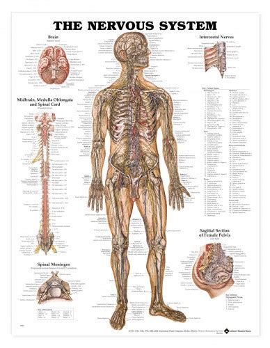 the nervous system diagram labeled - ModernHeal.com