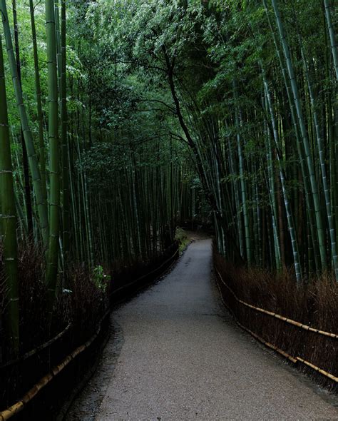 Arashiyama Bamboo Forest | Kimon Berlin | Flickr