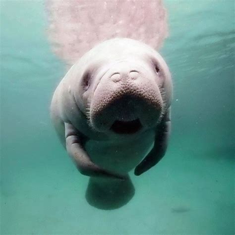 Cute Dugong