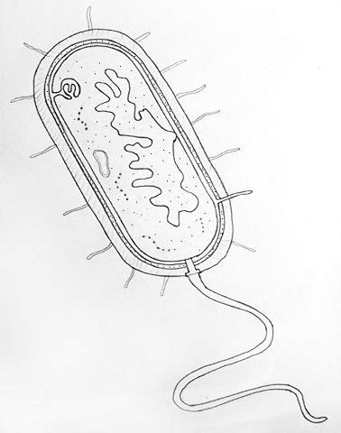 How to draw Bacteria | Prokaryotic cell, Prokaryotes, Biology drawing