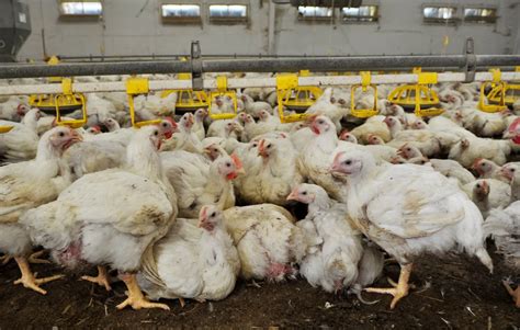 Factory Chickens: What Is Life Like for Chickens in Factory Farms?