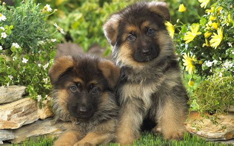 Background Cute German Shepherd Puppies Wallpaper - Drawing