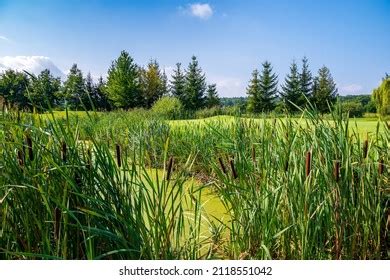 Duckweed Harvesting Royalty-Free Images, Stock Photos & Pictures | Shutterstock