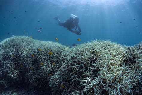 Key Largo Reef Restoration Conference Fueled By Urgency To Save Corals ...