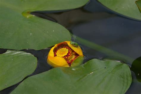 NUPHAR lutea Pond Lily (Spatterdock) - Suncoast Tropicals