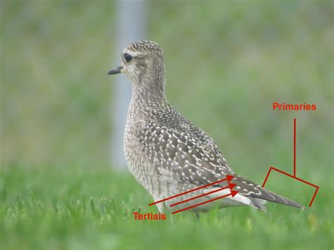 Birding with Buckley: Golden-Plover Identification