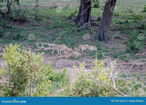 Pride of Lions Sleeping Under a Tree Stock Image - Image of pride, panthera: 143116913