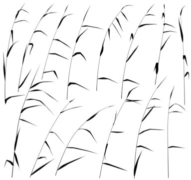Tall Grasses PNG Transparent Images Free Download | Vector Files | Pngtree