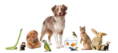 All Pets Veterinary Hospital - Stillwater, OK - Pet Supplies