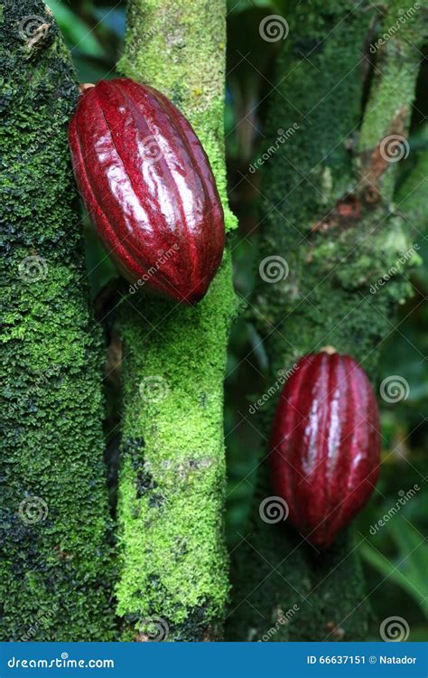 Cocoa Pods stock image. Image of crop, beverage, produce - 66637151