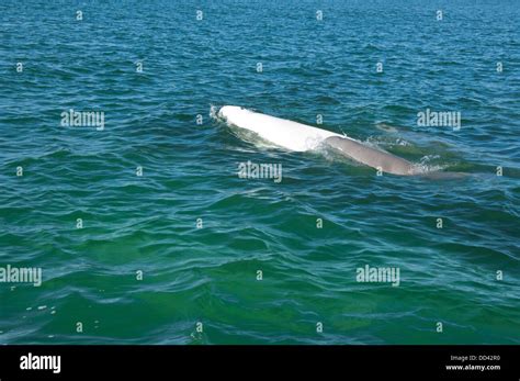 Canada, Manitoba, Churchill. Churchill River Estuary, wild beluga ...