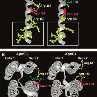 (PDF) Apolipoprotein E: Structure determines function, from atherosclerosis to Alzheimer's ...