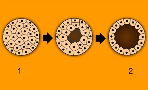 Difference Between Morula and Blastula | Definition, Structure, Formation, Comparison