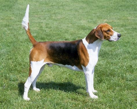 English Foxhound inglise rebasehagijas English Foxhound, American Foxhound, Foxhound Dog, Hound ...