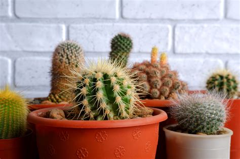 10 Best Cactus Plants To Grow Indoors (2023 Guide)