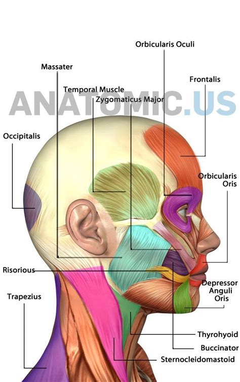 Human Tongue Anatomy - koibana.info | Muscle anatomy, Anatomy ...