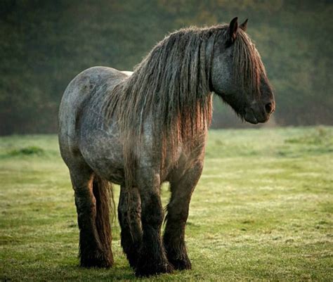 Brabant, Belgian Draft Horse, Belgian Trekpaard. It has a number of names but all are this same ...