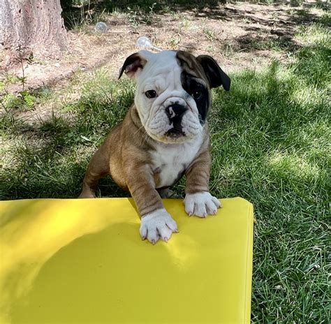 English Bulldog Puppies For Sale - Royal Puppy Kennel