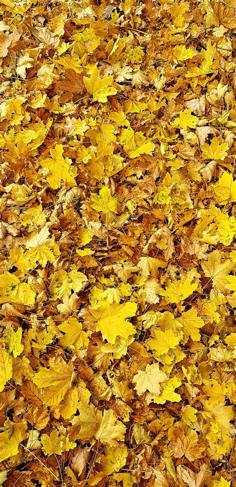 Leaves, fall, autumn, nature, new, yellow, leaf, autumn, HD mobile ...