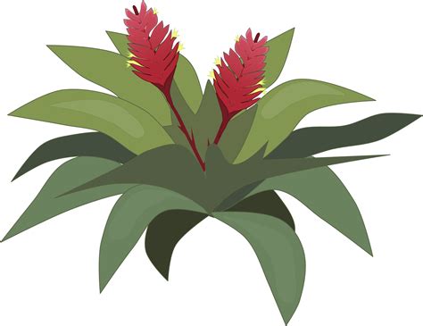 Download Bromelia svg for free - Designlooter 2020 👨‍🎨