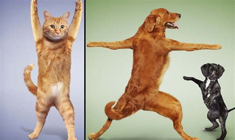 The ruff guide to yoga: Cats and dogs rounded up from animal rescue shelters pull the purrfect ...