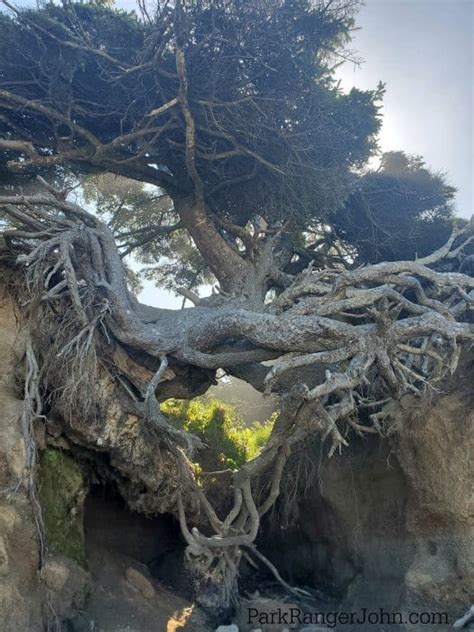 Tree of Life - Kalaloch Beach - Olympic National Park {Video} | Park Ranger John