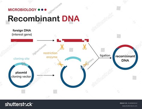 3 Plasmid Vector Construction Images, Stock Photos, 3D objects ...