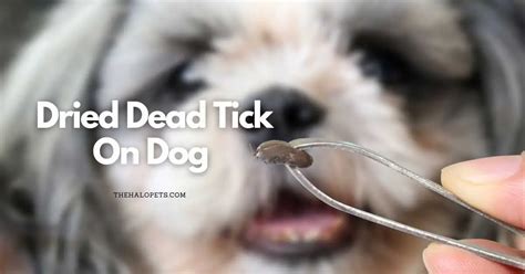 Dried Dead Tick On Dog - 4 Ways To Identify + 3 Ways To Prevent This