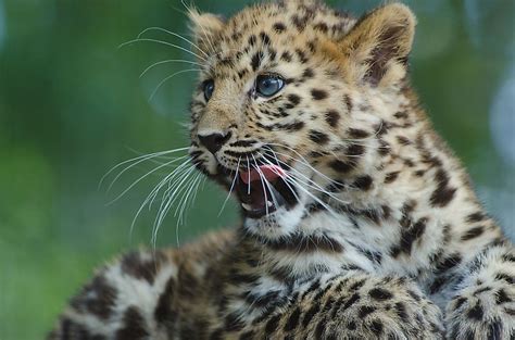 Amur Leopard Facts - Animals of Eurasia - WorldAtlas