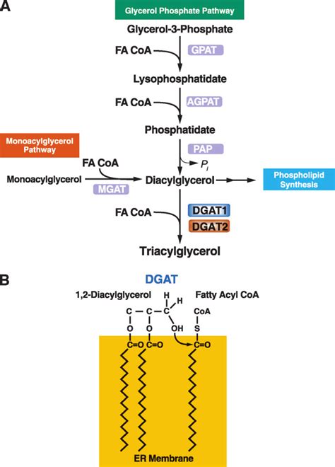 Triacylglycerol synthesis and acyl-CoA:diacylglycerol acyltransferase... | Download Scientific ...