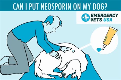 Neosporin On Dogs | Can You Put Neosporin On Your Dog?