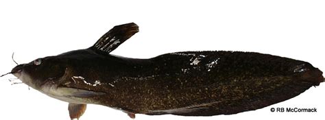 Eel Tailed Catfish (Tandanus tandanus) | NSWAqua is your Aquaculture & Aquaponics Association ...