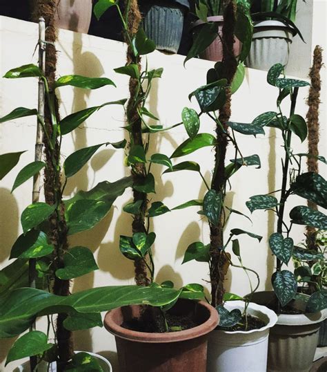 Pothos vine plant, Furniture & Home Living, Gardening, Plants & Seeds on Carousell