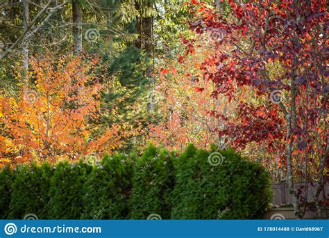Fall colored trees stock photo. Image of rural, explore - 178014488