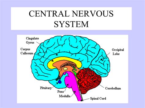 Nervous System Diagram Labeled Brain | Images and Photos finder