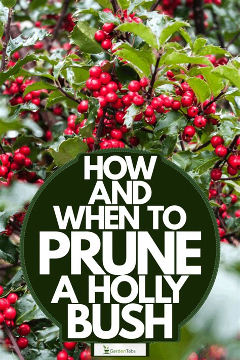 How And When To Prune A Holly Bush