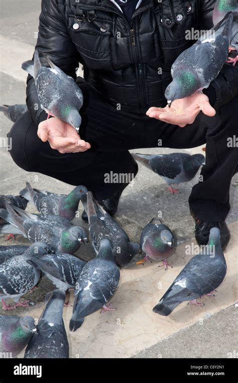 Feeding pigeons in St. Mark's Square in Venice Italy Stock Photo - Alamy