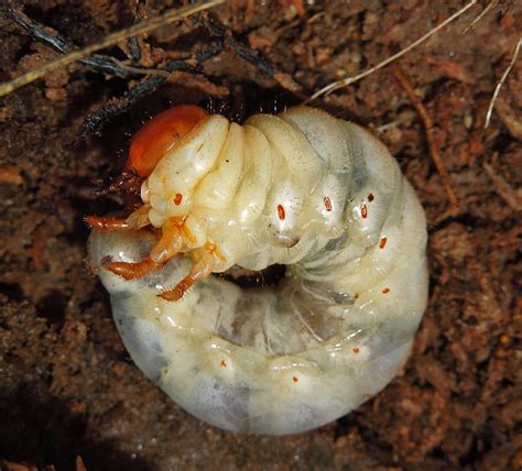 Stag Beetle Larva (White Grub) photo - lejun photos at pbase.com