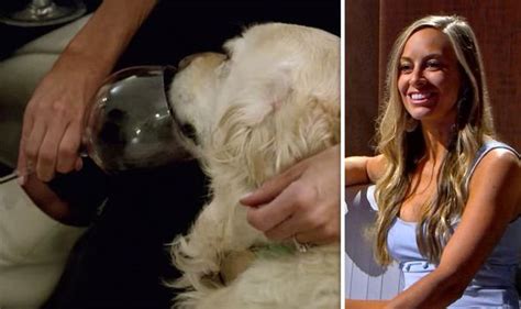 Love is Blind: Could Jessica have killed her dog by giving her wine? | TV & Radio | Showbiz & TV ...