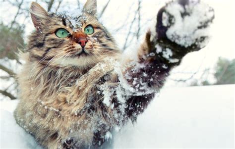 Gatto Che Gioca Con La Neve Immagine Stock - Immagine di nave, inverno: 32654415